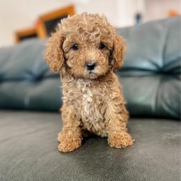 Cove - Apricot male Cavapoo puppy in Saint George, Utah from Fitzdoodles