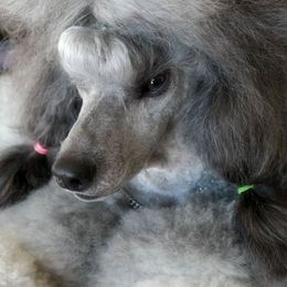 Poodle All Grown Up from Aurak