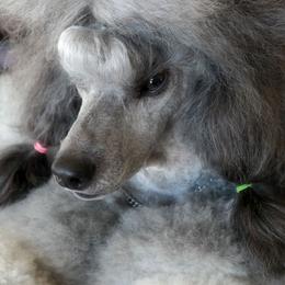Poodle All Grown Up from Aurak