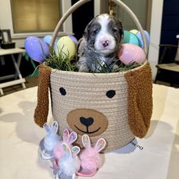 Bernedoodle, Cavalier King Charles Spaniel, and Poodle Puppies from Ellas.Pups (Bernedoodles & Cavapoos)