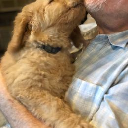 Labradoodle Puppies from Hippie Hollow Doodles