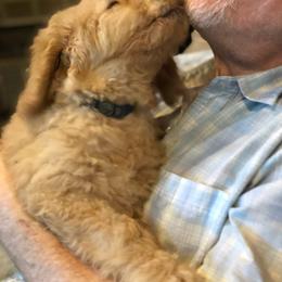 Labradoodle Puppies from Hippie Hollow Doodles