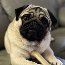 Cora - Pug