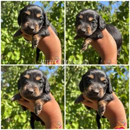 Dew - Black and tan male Dachshund puppy in Orem, Utah from Miekca’s Dachshunds