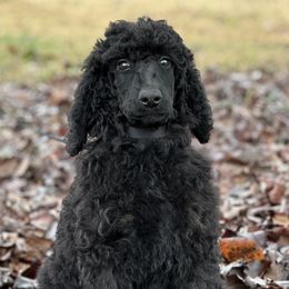 Envy(Trained) - Phantom Poodle puppy in North Carolina from The Silver Collar