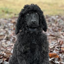 Envy(Trained) - Phantom Poodle puppy in North Carolina from The Silver Collar