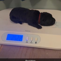 Male 1 - Black male Cane Corso puppy in Jasper, Alabama from C&M Cane Corso