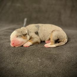 Aspen - Blue merle female Bernedoodle puppy in Idaho from Bernese By Barzees