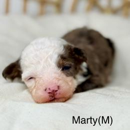 Marty - male Australian Mountain Doodle puppy in Sterling, Colorado from North 40 Doodles