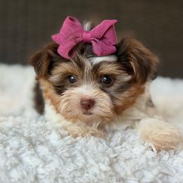 Rosie - Chocolate, tan and white female Yorkshire Terrier puppy in Liberty, Texas from Tiny Yorkshire pups