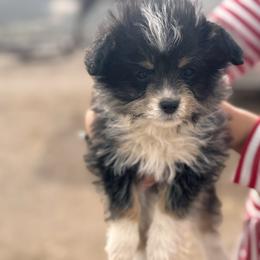 Girl 2 - Black and tan female Corgipoo puppy in Junction, Utah from Sugar Doodles