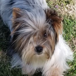 Louie - Yorkshire Terrier