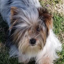 Louie - Yorkshire Terrier
