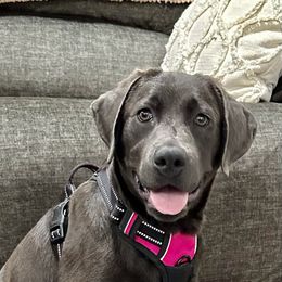 Dilute Retriever and Labrador Retriever Puppies from Hedge Lane Labradors