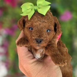 Green Collar Girl - Red  female Poodle puppy in Vernon, Texas from Sugarland's Texas Goldendoodles
