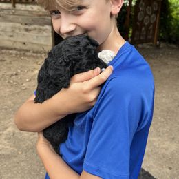 Labradoodle Puppies from Bear Creek Labradoodles