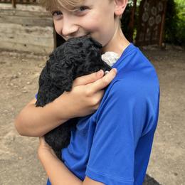 Labradoodle Puppies from Bear Creek Labradoodles