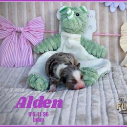 Alden - Blue merle male Miniature Australian Shepherd puppy in Madisonville, Texas from Flying LL Aussies