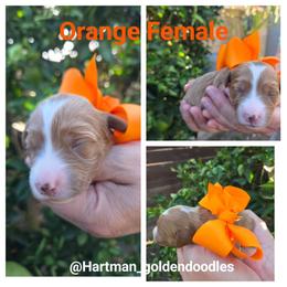 Orange - Apricot female Goldendoodle puppy in Upland, California from Hartman Goldendoodles