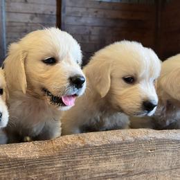 Adaa - Light golden female Golden Retriever puppy in Wilmington, Ohio from Horner Newfoundlands and Golden Retrievers