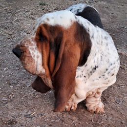 Reese - Basset Hound