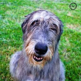 Irish Wolfhounds from Steppin'wolf Irish Wolfhounds