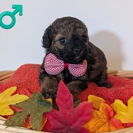 Red Boy - Brindle male Shihpoo puppy in Rockledge, Florida from Stormie's Doodles
