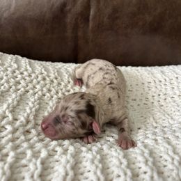 Sully - Blue merle male Aussiedoodle puppy in Bells, North Carolina from Apple Kreek Kennels