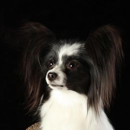 Zoey - Papillon