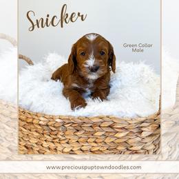 Snicker - Red  male Goldendoodle puppy in Bell Buckle, Tennessee from Precious Puptown Doodles