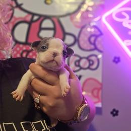 Marilyn - White female French Bulldog puppy in Pleasant Hill, Iowa from Courtney Nicole's Mal Shihs & Goldendoodles