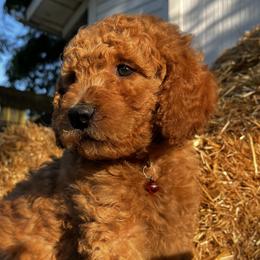 Cedar - Apricot male Goldendoodle puppy in Sumner, Washington from Little Acre Doodles