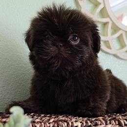 Mistletoe - Shih Tzu