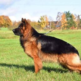 German Shepherds from WSK9 By My Side