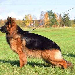 German Shepherds from WSK9 By My Side