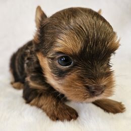 Yorkshire Terrier Puppies from Lady A's Yorkies