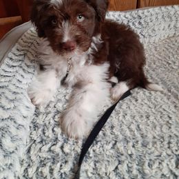 Aussiedoodle and Australian Shepherd Puppies from Holly Ridge Aussies