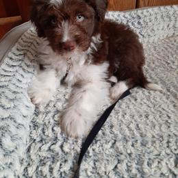 Aussiedoodle and Australian Shepherd Puppies from Holly Ridge Aussies