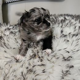 Anne - Merle female Chihuahua puppy in Chesapeake, Virginia from Elsbeth's Chihuahuas