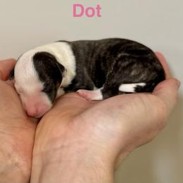 Dot - Fawn brindle female Whippet puppy in Kentucky from Wildbriar Whippets