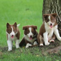 Border Collie, English Setter, and Miniature American Shepherd Puppies from First Harmony Farms