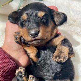 Black and Tan - Black and tan female Dachshund puppy in Nampa, Idaho from Long_and_Low_Dachshunds