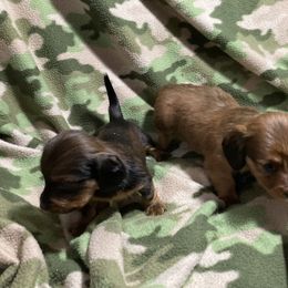 Dachshund and Pembroke Welsh Corgi Puppies from Dirty Creek Dachshunds and Corgis