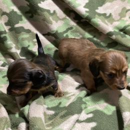 Dachshund and Pembroke Welsh Corgi Puppies from Dirty Creek Dachshunds and Corgis