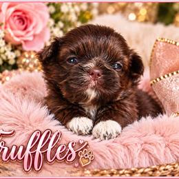 Truffles - Liver and white female Shih Tzu puppy in Warren, Michigan from Danielle's Yorkie Babies