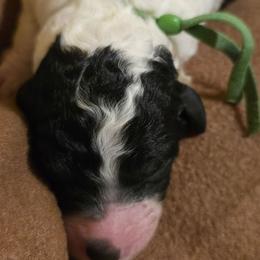 Green Colar Boy 3 - Parti male Poodle puppy in Nottingham, Maryland from A & A Pinedale Standard Poodles