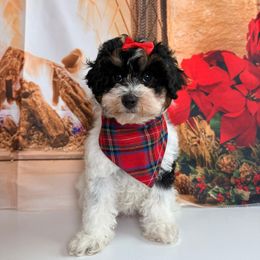 Tori - Merle female Goldendoodle puppy in Pocasset, Massachusetts from Mini Goldendoodles of Cape Cod