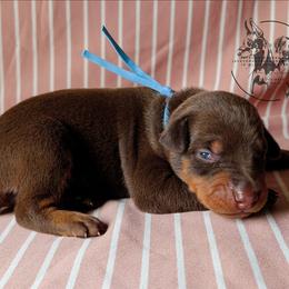 Male 2 - Latte X Rogue - Red and rust male Doberman Pinscher puppy in Spencer, Indiana from Jackson's Dobermans