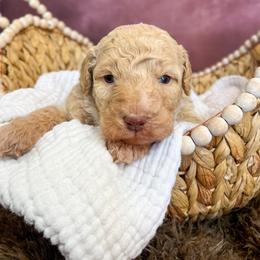Buckle My Shoe - Apricot male Goldendoodle puppy in Grove, Oklahoma from Guinn Family Farms