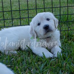 Golden Retriever Puppies from Lakemist Retrievers